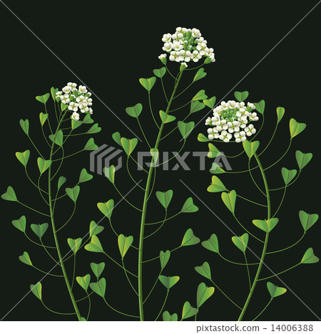 Weed flowers. 14006388