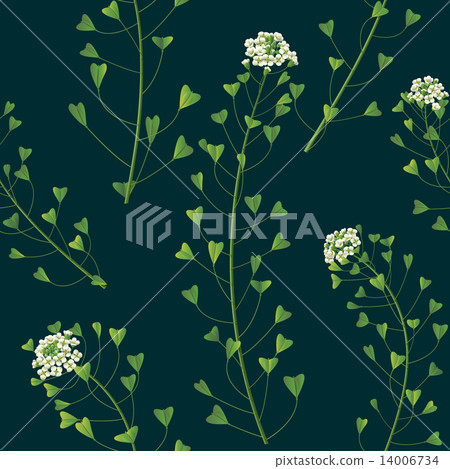 Wildflowers Wildflowers 14006734