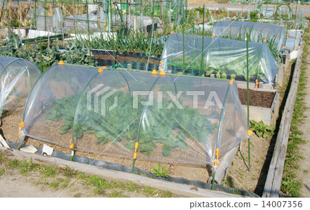 Tunnel cultivation of home garden 14007356