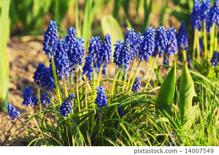 Muscari neglectum Muscari neglectum 14007549
