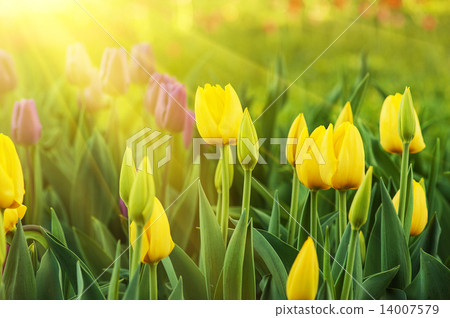 Yellow beautiful tulips Yellow beautiful tulips 14007579