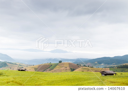 Rice fields in the middle of the mist, Mae Chaem, Chiang Mai, Thailand 14007610