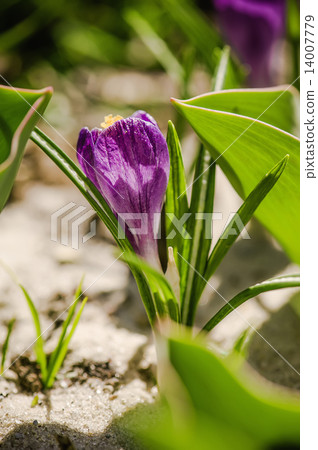Crocus flower 14007779