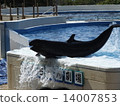 Dolphin Show Dolphin Show 14007853