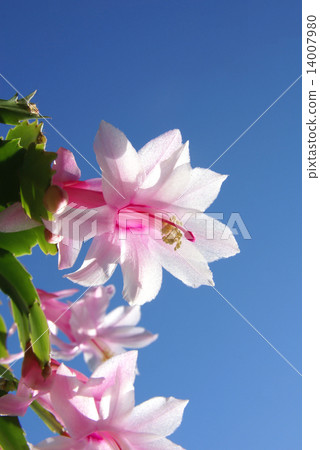 Aozora and Shakobasababuten Aozora and Shakobasababuten 14007980