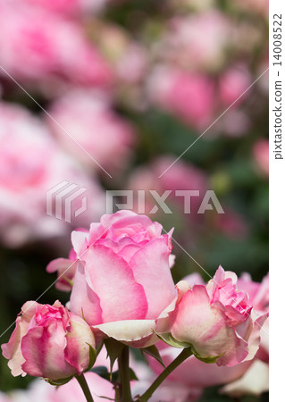 Roses 14008522