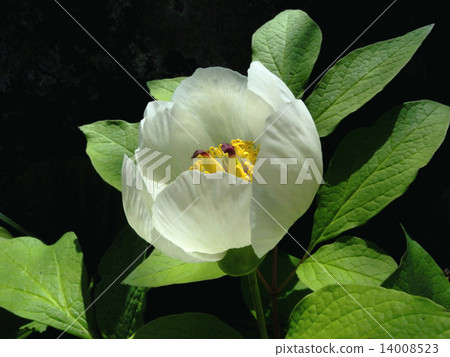 Shine in the forest's tree-leaking day and shinefully Yama peony 14008523