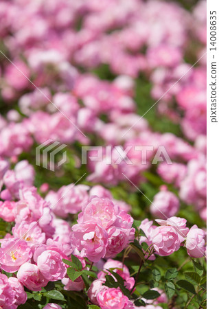 玫瑰花瓣凋落物 14008635