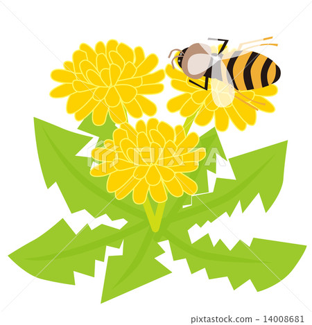 蒲公英和蜜蜂 14008681