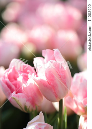 Tulip Gabriella 14008900