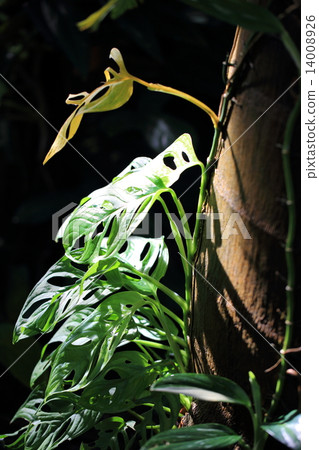 Monstera and light Monstera and light 14008926