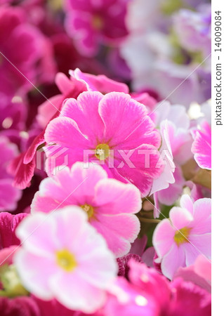 報春花·Obconica 14009084