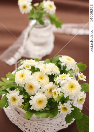 Matriarcharia 14009298