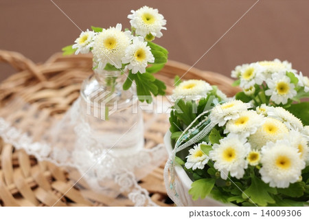 Matriarcharia 14009306