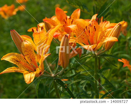 Ezosukasyuri Ezosukasyuri 14009727