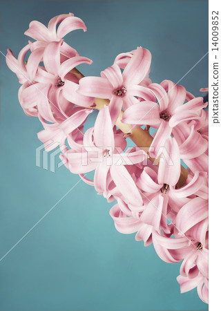 Purple hyacinth on blue background Purple hyacinth on blue background 14009852