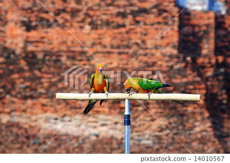 Two Sun Conure parrot birds Two Sun Conure parrot birds 14010567