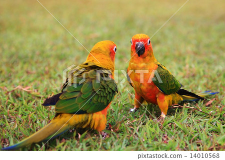 Sun Conure parrot birds together Sun Conure parrot birds together 14010568