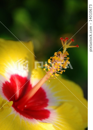 芙蓉花 芙蓉花 14010673