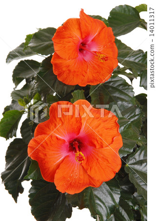 Beautiful hibiscus flowers. 14011317