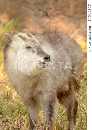 Japanese serow Japanese serow 14011597