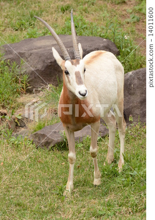 Shiro Orix Shiro Orix 14011600