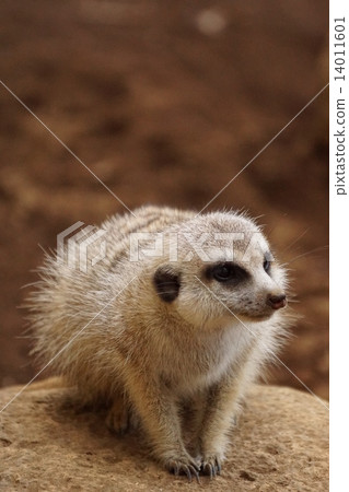 Meerkat 41 Meerkat 41 14011601