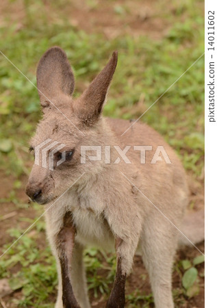 東部灰色袋鼠 14011602