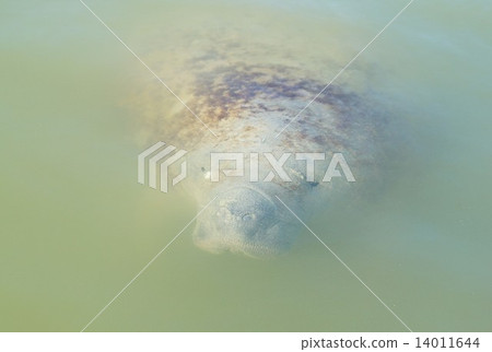 Florida Manatee, Florida Everglades National Park, USA 14011644