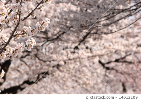 櫻花 14012109