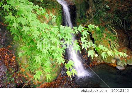 Shizuoka prefecture Izu Peninsula, a small waterfall runs down from the mountainside of a highland maple where bright green burns Shizuoka prefecture Izu Peninsula, a small waterfall runs down from the mountainside of a highland maple where bright green burns 14012343