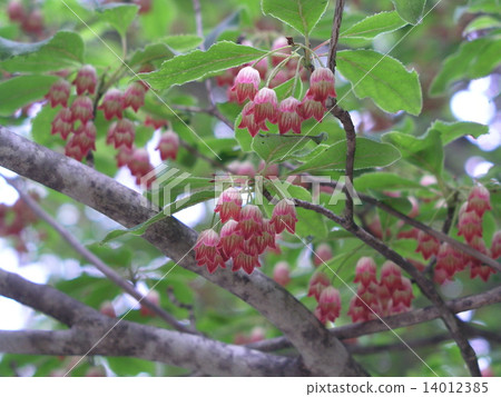 Salasa Doudin 14012385