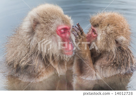 日本猴子日本入口溫泉 14012728