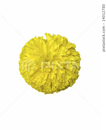 Yellow marigold flower on white 14012780