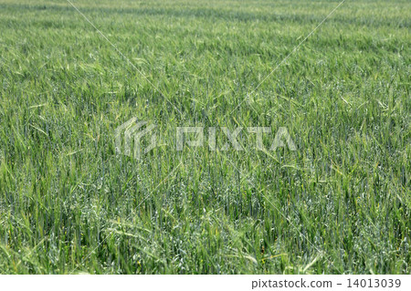 Green wheat on a grain field grass texture background 14013039