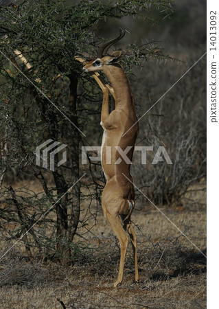 長頸羚 長頸羚 14013092