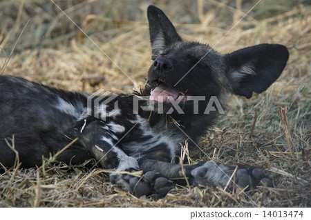 African wild dog 14013474