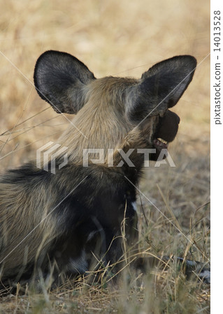 非洲野狗 非洲野狗 14013528