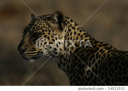 Leopard Leopard 14013531