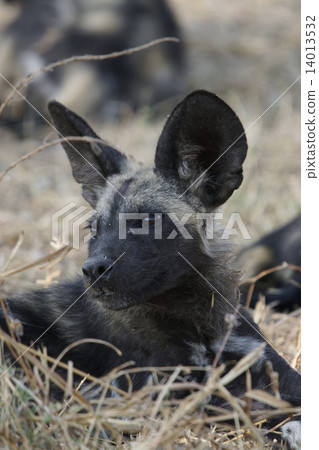 African wild dog 14013532