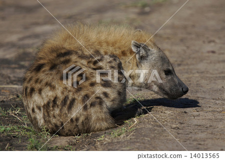 斑鬣狗 14013565