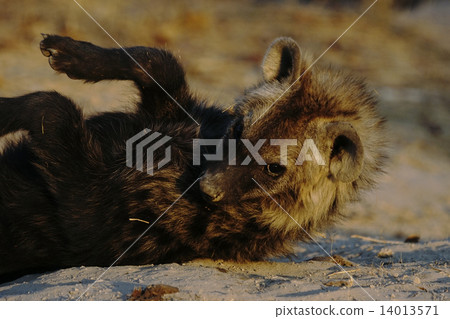 斑鬣狗 斑鬣狗 14013571