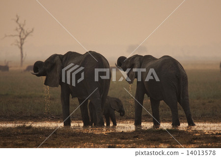 非洲大象 非洲大象 14013578
