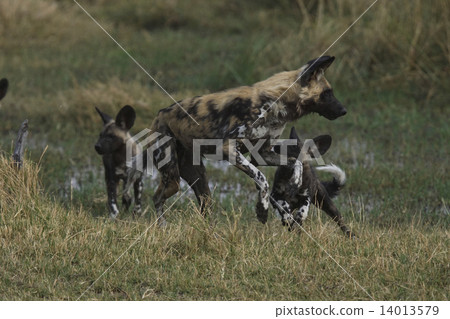 African wild dog African wild dog 14013579