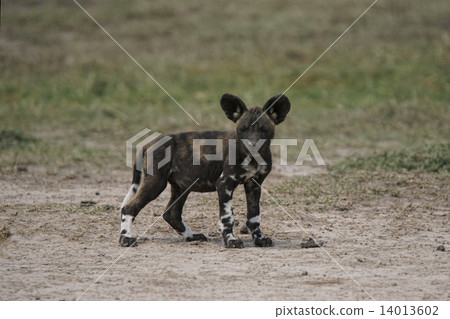African wild dog 14013602