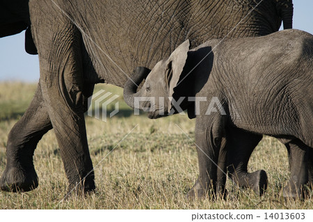 African elephant African elephant 14013603