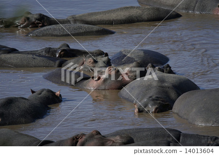 Hippopotamus 14013604