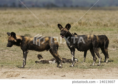 African wild dog 14013607