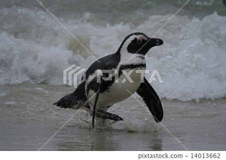 海角企鵝 海角企鵝 14013662