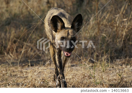 African wild dog 14013663